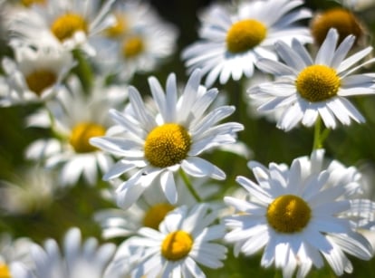 Close-up of blooming Oxeye daisies against a blurred background of a sunny garden. Oxeye daisies paint a picturesque scene with their cheerful appearance, featuring slender stems topped with striking white, daisy-like flowers with golden-yellow centers.