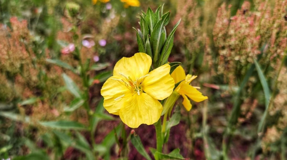 Ozark Sundrops