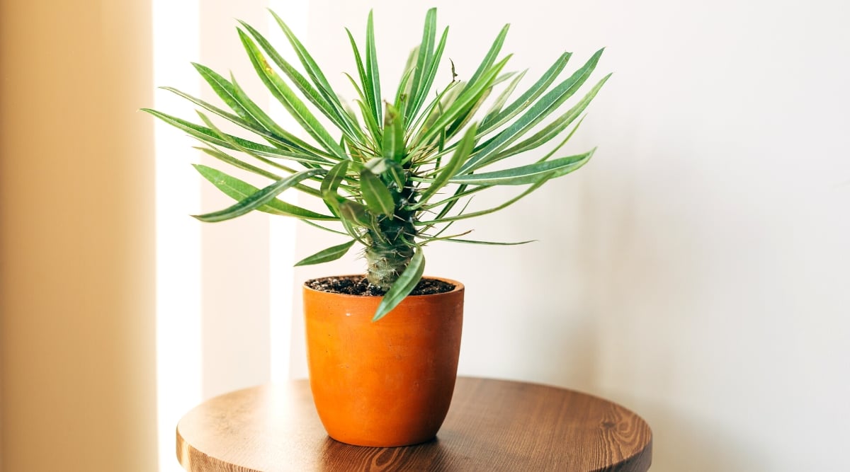 Close-up of a potted Pachypodium plant on a wooden round table against a beige wall. It is a succulent plant recognized for its distinctive appearance and spiky growth habit. This plant features a thick, bottle-shaped trunk covered in sharp spines or thorns, giving them a cactus-like aesthetic. At the top of the trunk, Pachypodium species produce a cluster of long, slender leaves, arranged in a rosette or whorled pattern. The leaves are dark green in color.