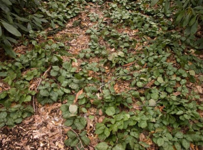 Pachysandra procumbens