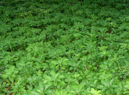 Pachysandra terminalis