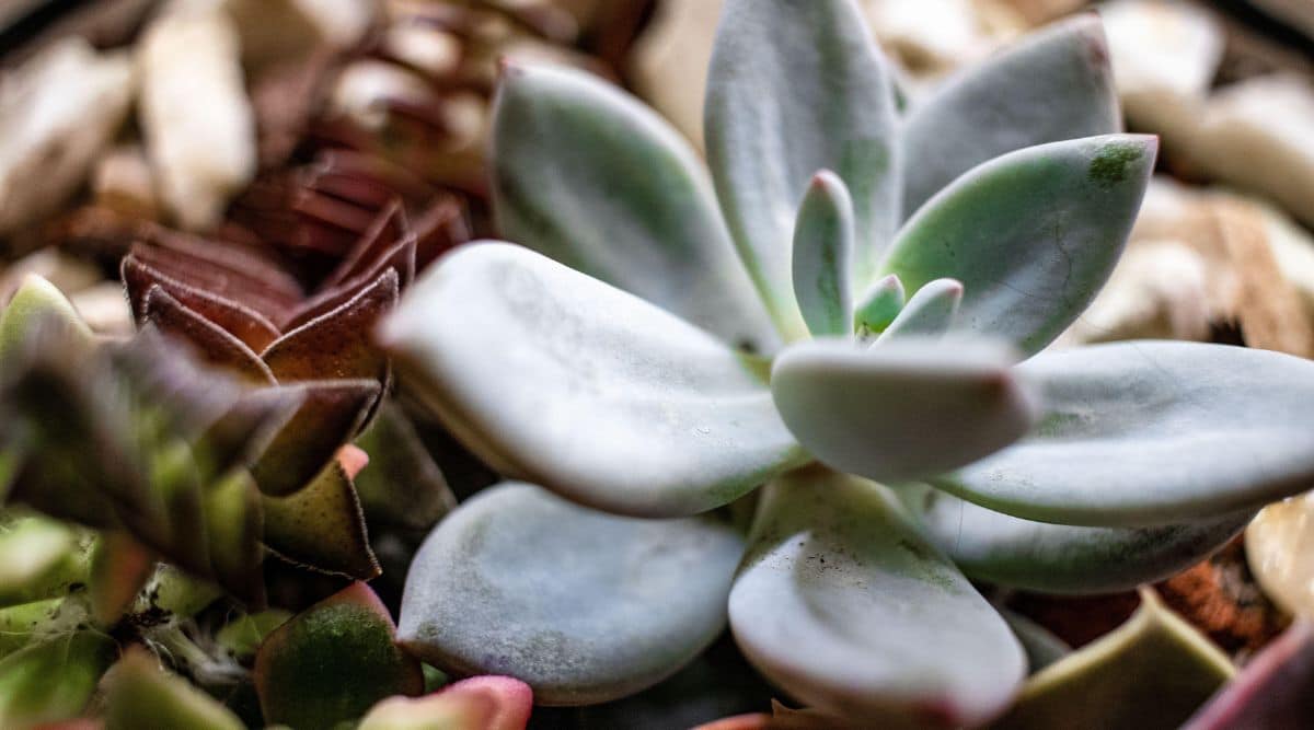 Close up of Little Jewel Succulent