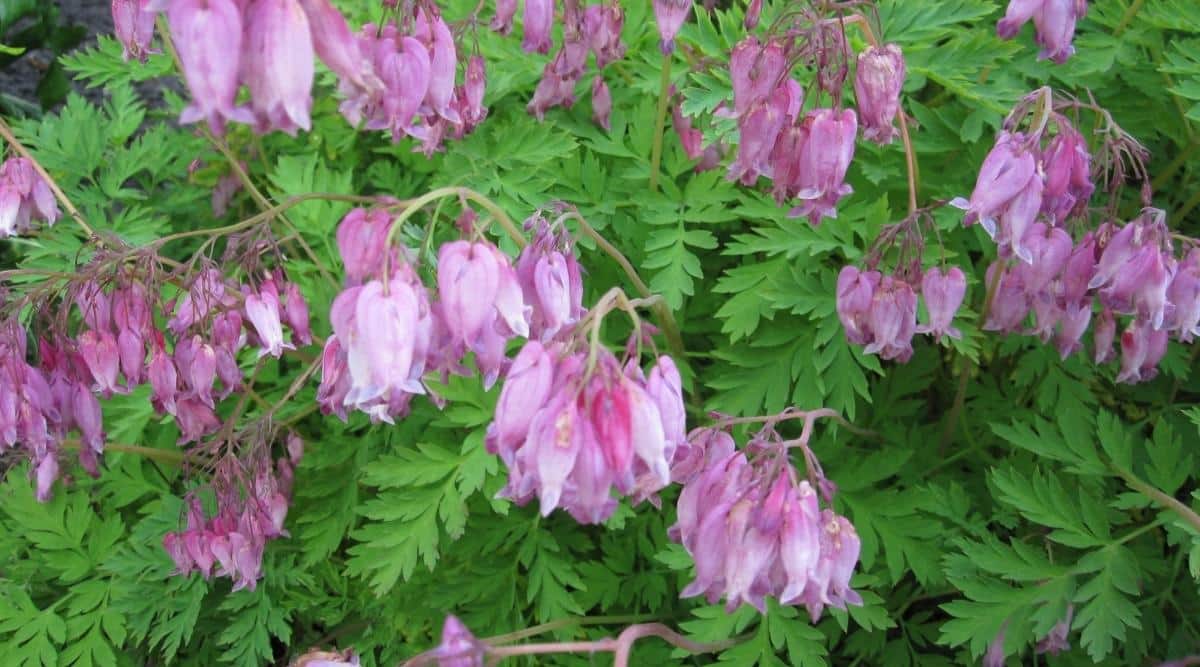 Pacific Bleeding Heart Plant