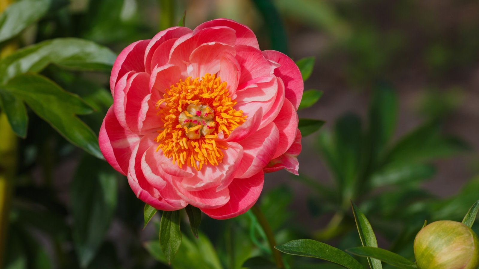 Large, coral-pink, semi-double flower with ruffled petals blooms on a thick stem, surrounded by deeply lobed, dark green leaves.