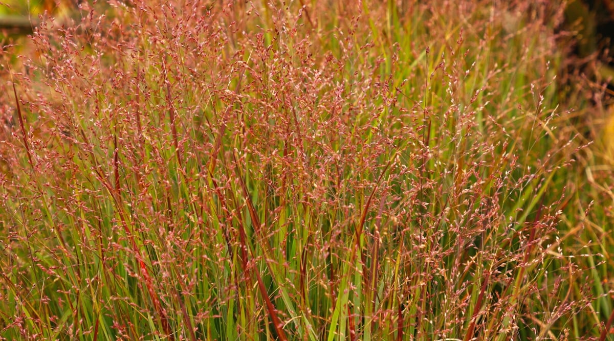 Close-up of a flowering perennial ornamental grass Panicum virgatum. The plant has an upright, lumpy appearance. It features long, slender leaves that are green and have a slightly rough texture. The leaves have a distinctive midrib and are arranged alternately along the stems. Panicum virgatum produces airy, open panicles of flowers on branched stems. Flowers are reddish in color.