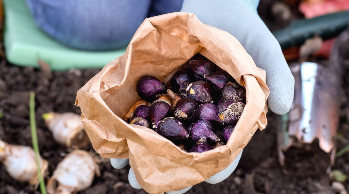 Close-up of female hands holding a paper bag full of Scilla flower bulbs in the garden. Scilla flower bulbs are small, teardrop-shaped structures with a papery outer covering. They are dark purple in color.