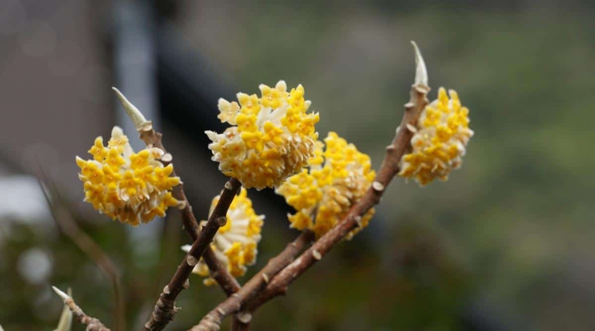 Paperbush