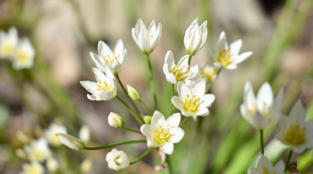 A close-up captures the beauty of Paperwhite blooms, showcasing their tightly packed clusters. The elegant stems and branches gracefully support the delicate flowers, creating a visually pleasing composition.
