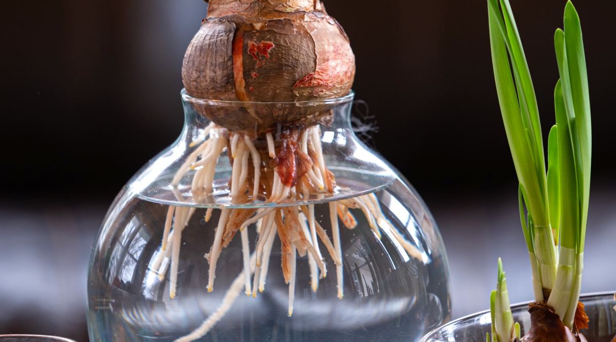 Close-up of paperwhite narcissus bulb in a vase with water. The bulb is medium-sized, round in shape, with a brown husk. The roots of the bulb are long and touch the water.