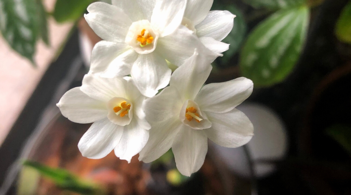 Close-up of Paperwhite Narcissus flowers blooming from bulbs on a windowsill. The stem produces a cluster of small, star-shaped blossoms with a pristine white color. The flowers feature a central cup surrounded by six petal-like tepals, giving them a classic narcissus look.