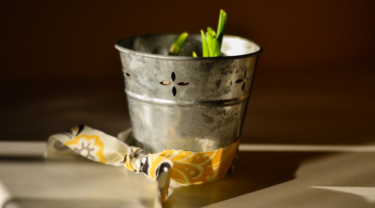 Placed on a smooth surface, a rustic metal pot cradles emerging Paperwhite shoots, their slender green forms promising future blooms. A yellow decorative ribbon adds a touch of charm to the pot's appearance, enhancing its rustic beauty.