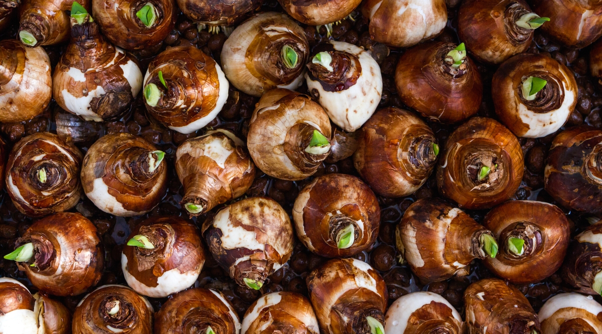 Top view of a set of Paperwhite bulbs with small green growth popped up at the top of the bulbs. Paperwhite bulbs are round in shape, white in color, and wrapped in brown husk.