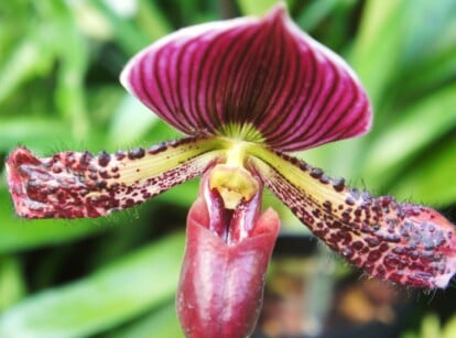 A close-up of a Paphiopedilum orchid, also known as a Venus slipper orchid. A velvety crimson pouch, adorned with delicate hairs, beckons pollinators closer. Exotic allure radiates from this flower, its polka-dotted texture like whispered tales of the rainforest.