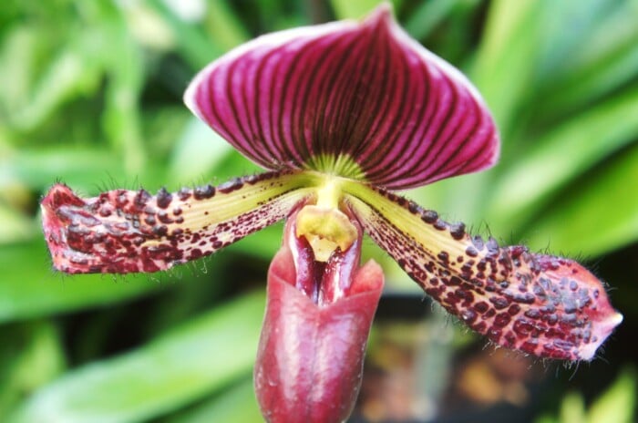 A close-up of a Paphiopedilum orchid, also known as a Venus slipper orchid. A velvety crimson pouch, adorned with delicate hairs, beckons pollinators closer. Exotic allure radiates from this flower, its polka-dotted texture like whispered tales of the rainforest.