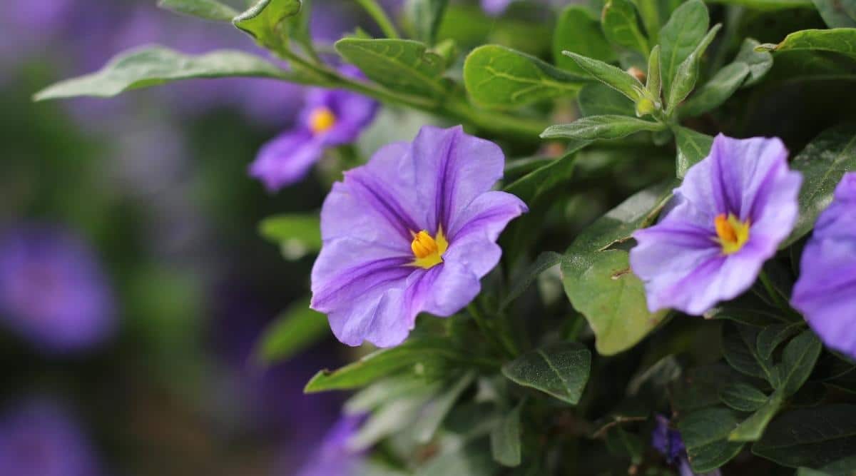 Paraguay Nightshade