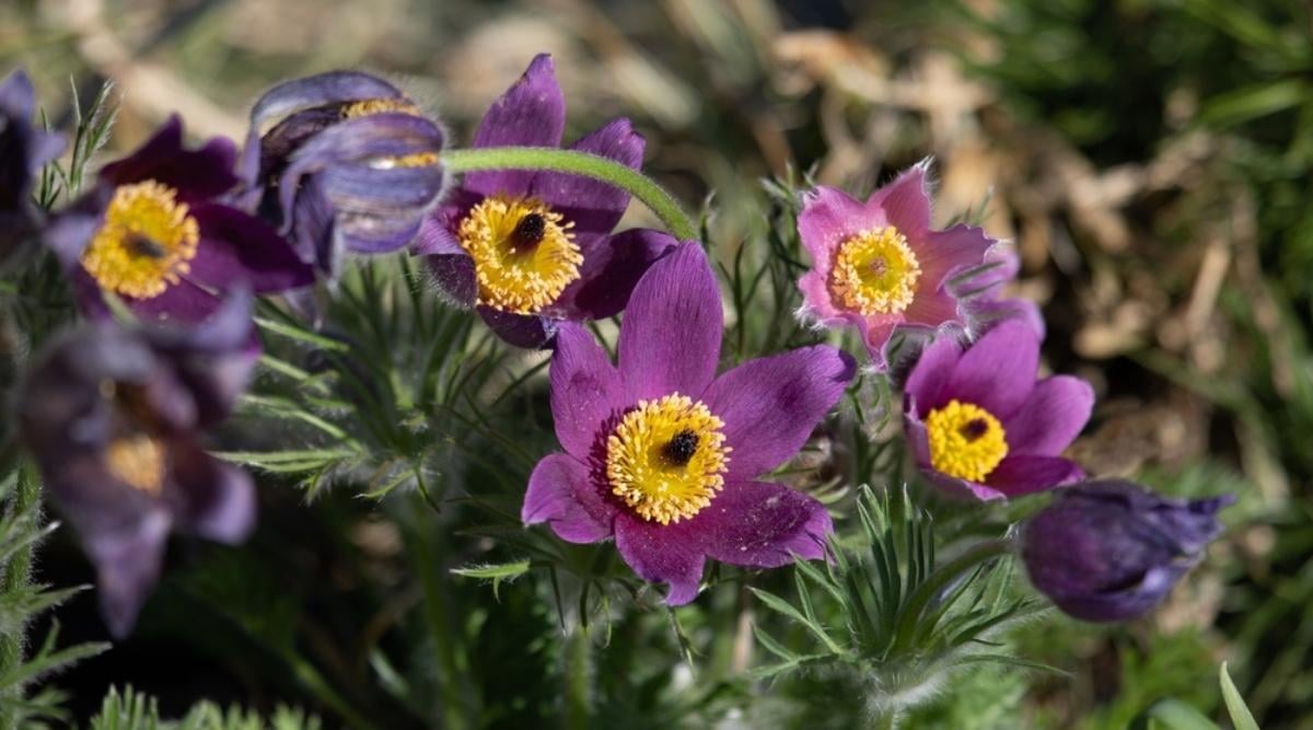 Pasque Flower