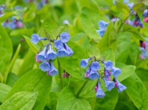 A stunning close-up captures a vibrant cluster of Virginia bluebells. Their bell-shaped blooms boast a rich, almost luminous blue, standing out against the crisp green leaves. Bathed in warm light, these delicate wildflowers seem to burst from the frame.