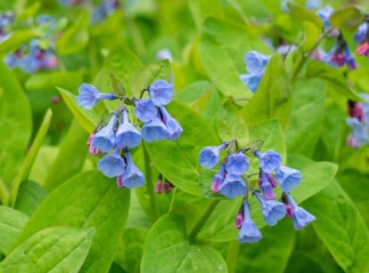 A stunning close-up captures a vibrant cluster of Virginia bluebells. Their bell-shaped blooms boast a rich, almost luminous blue, standing out against the crisp green leaves. Bathed in warm light, these delicate wildflowers seem to burst from the frame.