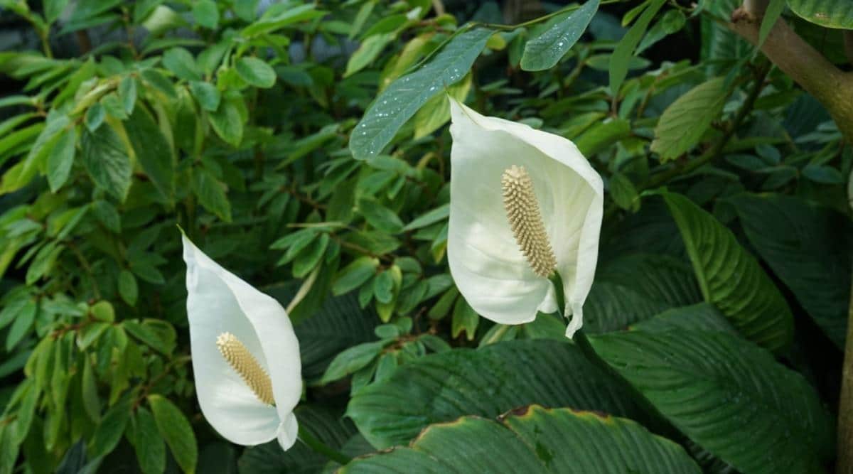 Peace Lily