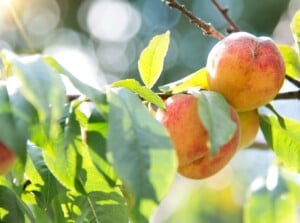 peach tree growth stages