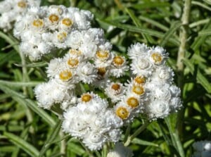 Close-up of a blooming pearly everlasting plant in a sunny garden. Pearly Everlasting is a perennial herbaceous plant with a striking appearance characterized by clusters of small, creamy-white flowers arranged in flattened, button-like heads atop slender stems. These flowers contrast beautifully with the plant's silvery-gray foliage, which is lance-shaped and densely covered in fine hairs.