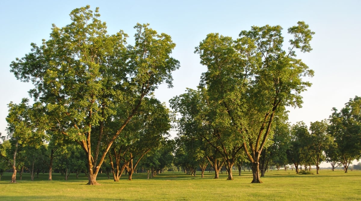 Pecan trees stand tall in perfect rows, their lush green foliage reaching toward the sky. The grass has been carefully trimmed, creating a neat and inviting pathway between the tree rows.