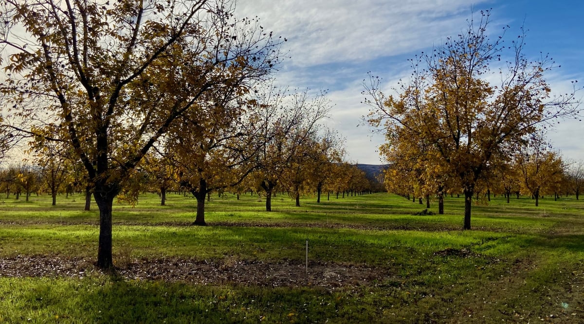 Pecan trees standing in a pasture, their leaves sparsely scattered. The leaves have taken on a yellowish hue. The clear sky provides a beautiful backdrop to the tranquil setting.