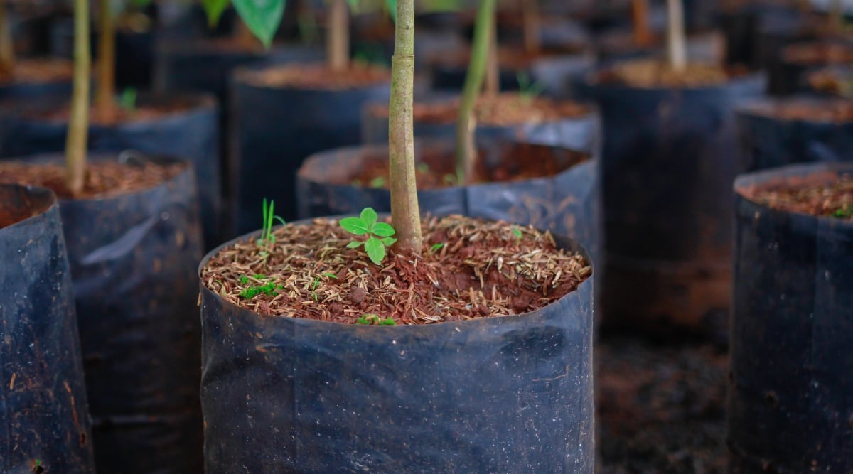 Black plastic pots, each containing brown, rich soil and a layer of organic mulch on top, providing a nurturing environment for plants to thrive. Pecan stem emerges proudly from the fertile soil within the black plastic pots.