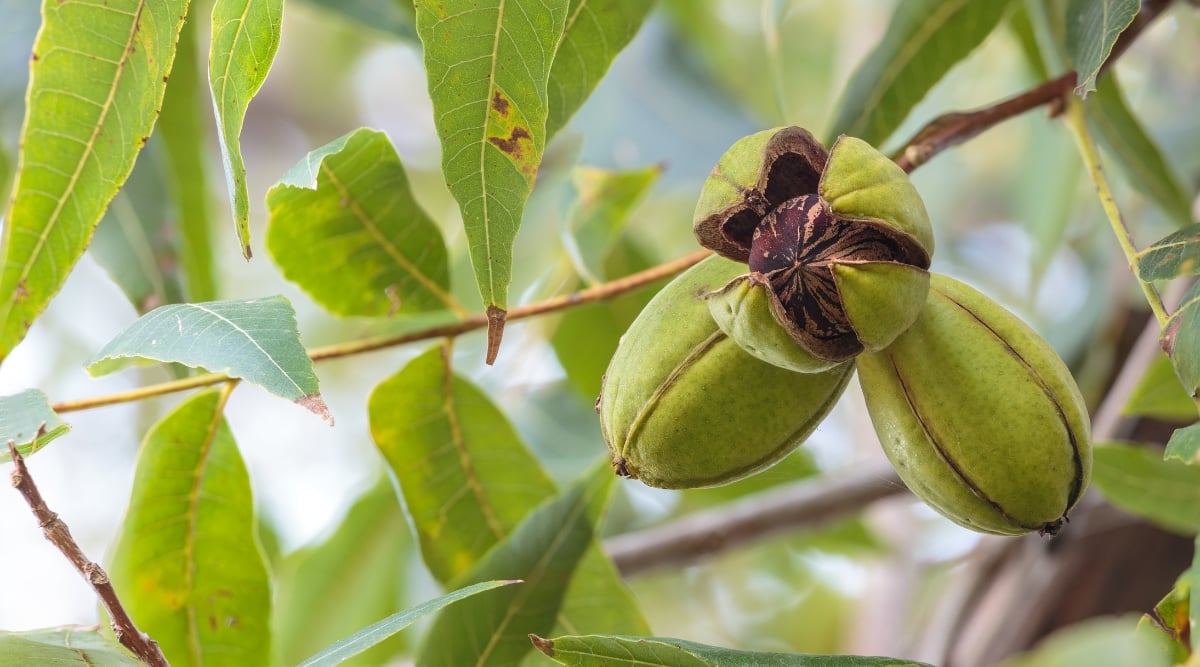 Three unripe green pecans dangle gracefully from a brown stem, adorned by green leaves. Among the trio, one pecan shows promising signs of maturity, as tiny cracks begin to form, revealing the hidden treasure of a soon-to-be pecan nut.