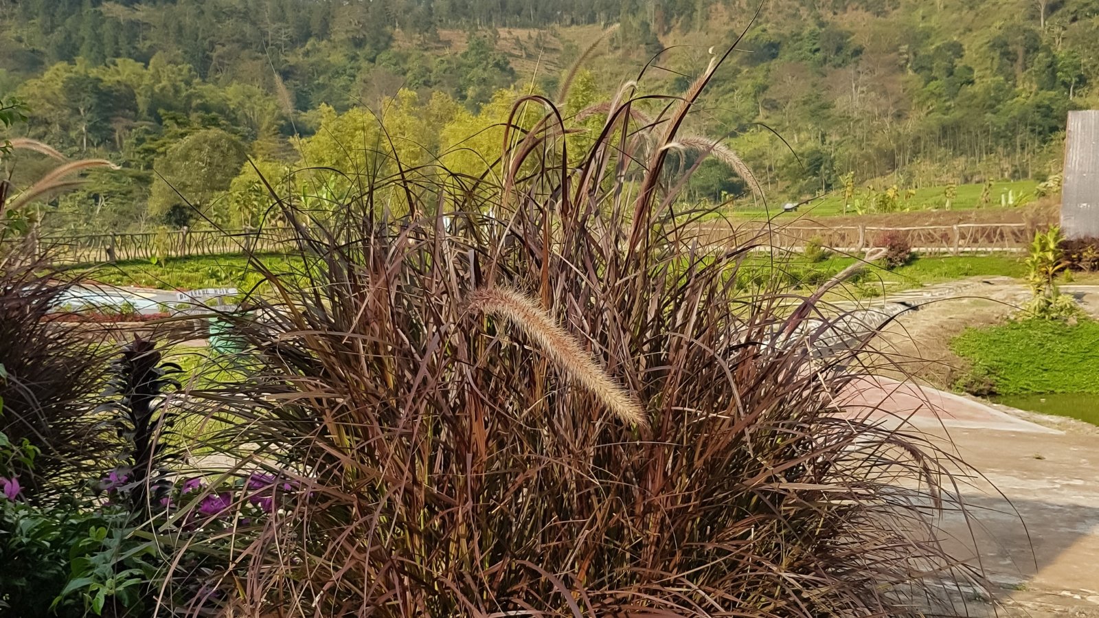 A close-up of withered and brown,  dead leaves in the foreground, while green plants and trees provide a lush, contrasting backdrop, emphasizing the transition from life to decay.