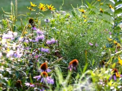 Pennsylvania growing zones. Close-up of a garden with native plants in bloom. Bright yellow Heliopsis helianthoides, lavender Wild bergamot, and purple Echinacea-purpurea bloom in the flowerbed.