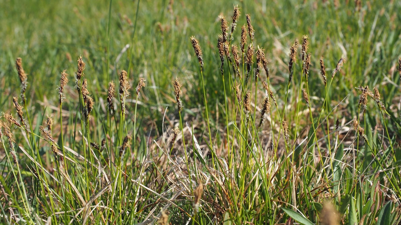 A sedge plant, adorned with brown flower spikes, basks under the warm embrace of the radiant sun.