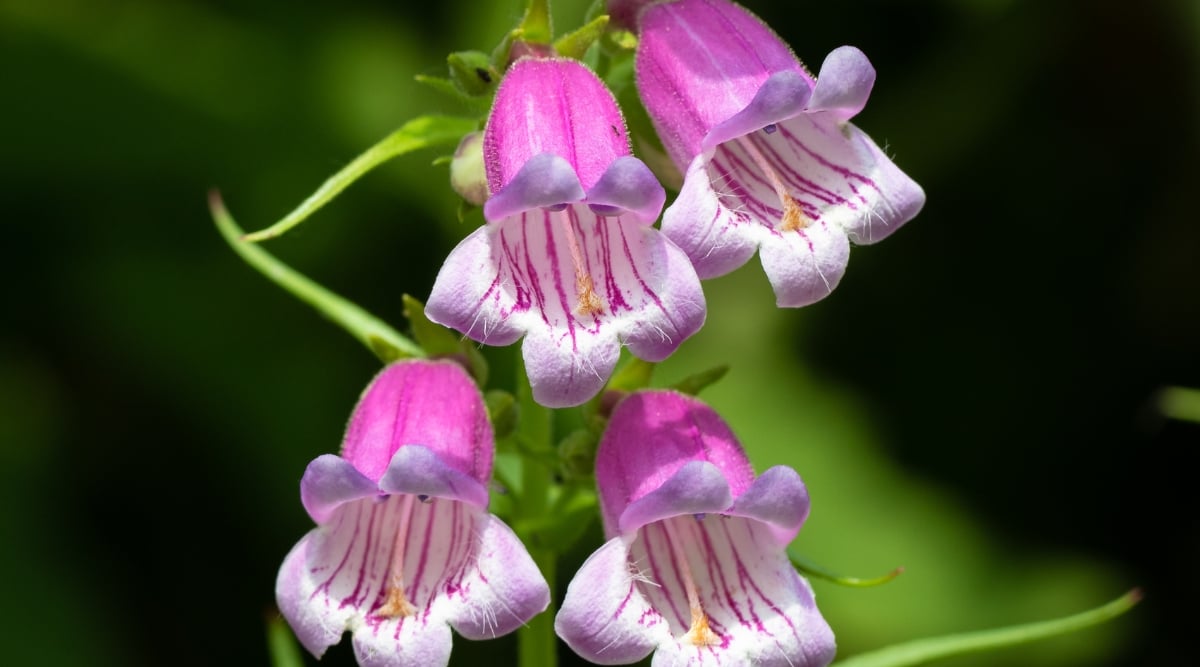 Penstemon cobaea, commonly known as cobaea beardtongue, is a beautiful perennial plant native to North America. It is known for its attractive foliage and showy tubular flowers. Penstemon cobaea produces stunning flowers on tall racemes. The flowers are tubular in shape and vary in color, ranging from shades of dark purple to pink or lavender. The flowers are marked with intricate patterns and have contrasting throats that are white.