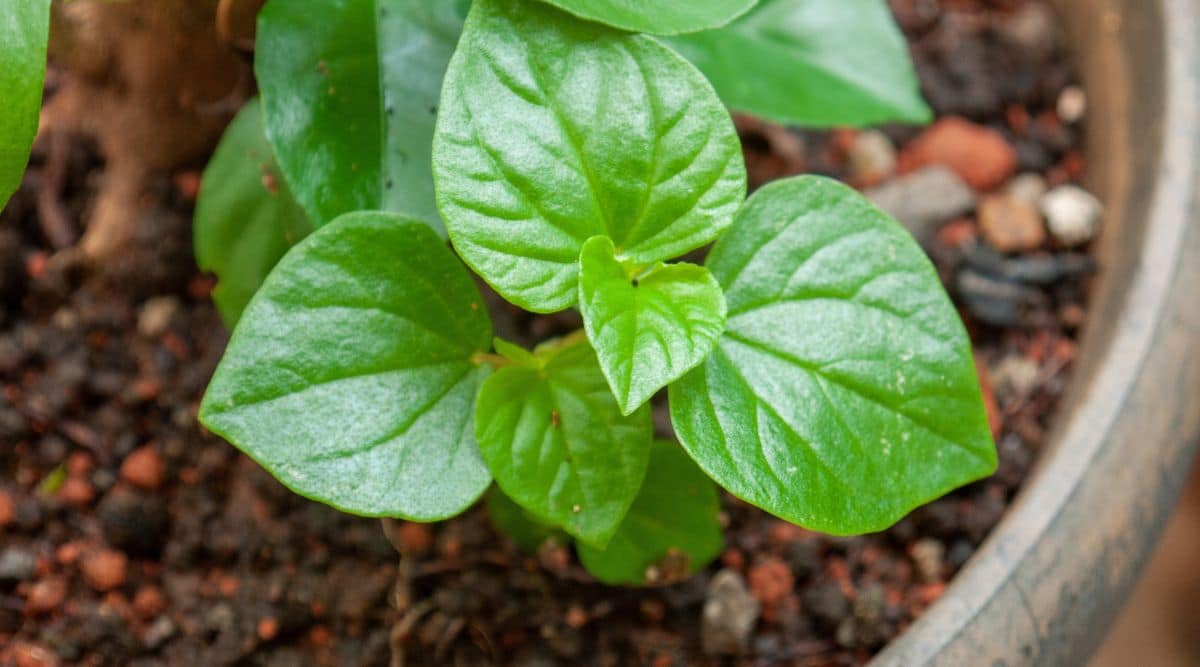 Bright Green Leaves of Pepper Elder Plant