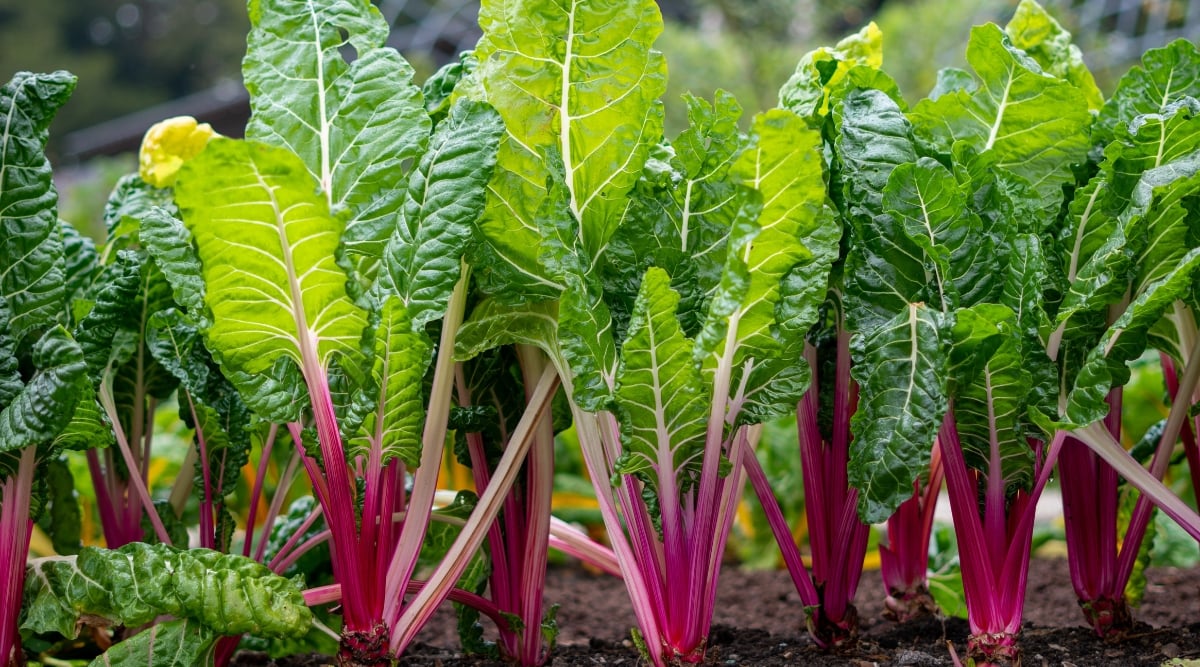 A burst of vibrant pink and white stripes signals the presence of Peppermint Swiss chards, its crinkled leaves a lush tapestry of emerald and ruby against the dark, welcoming soil. This close-up invites a touch, a taste, and a celebration of nature's vibrant palette.
