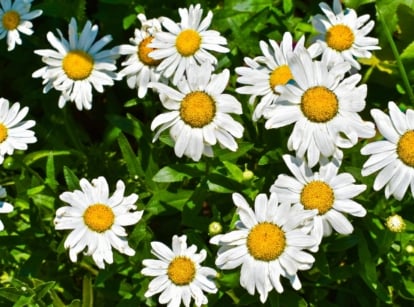 Shasta daisies bloom with white petals surrounding yellow centers, radiating cheerfulness under the warm sunlight. Lush green leaves serve as a lush backdrop, accentuating the daisies' bright hues and adding depth to the scene.