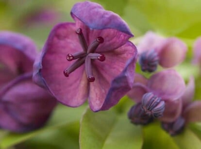 Perennial Flowering Vine