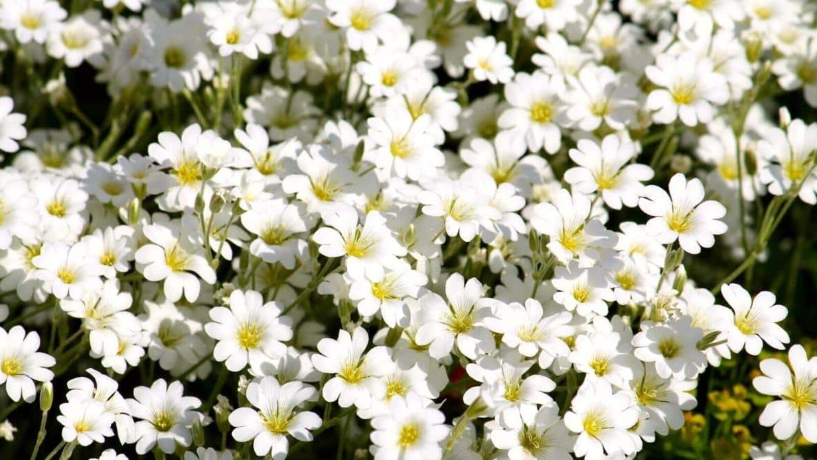 perennial groundcover