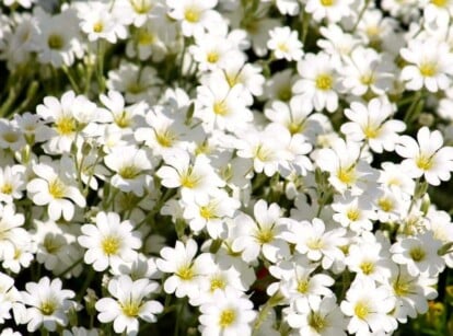 perennial groundcover