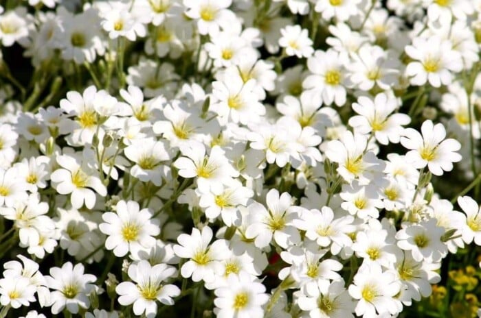 perennial groundcover