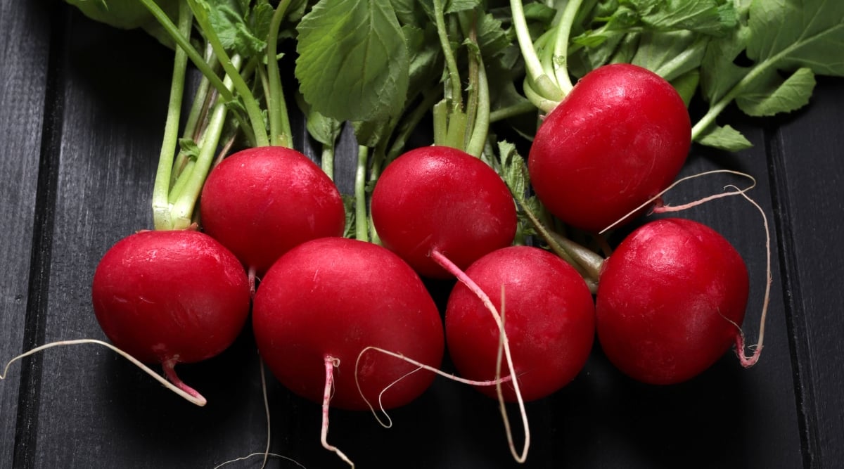 Close-up of a ripe Perfecto radish on a black wooden surface. Radish roots are perfectly rounded with smooth bright red skin.