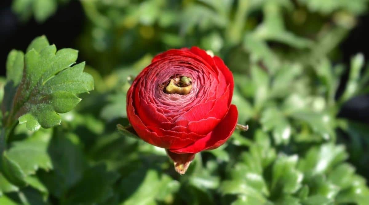 Persian Buttercup