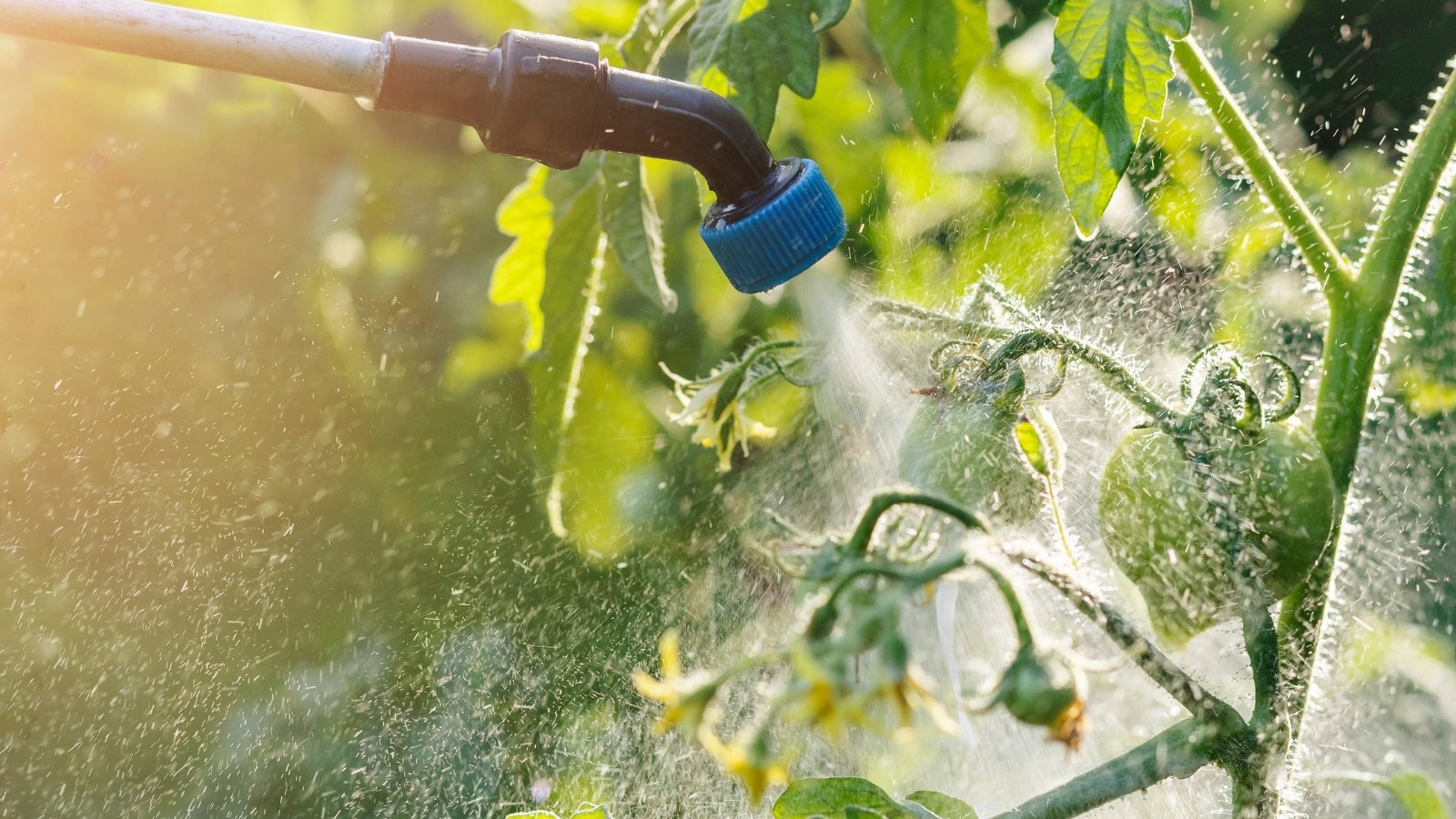 Sun-kissed tomato vine receives a fine mist of pesticide spray, shimmering with droplets under the bright rays of sunlight.