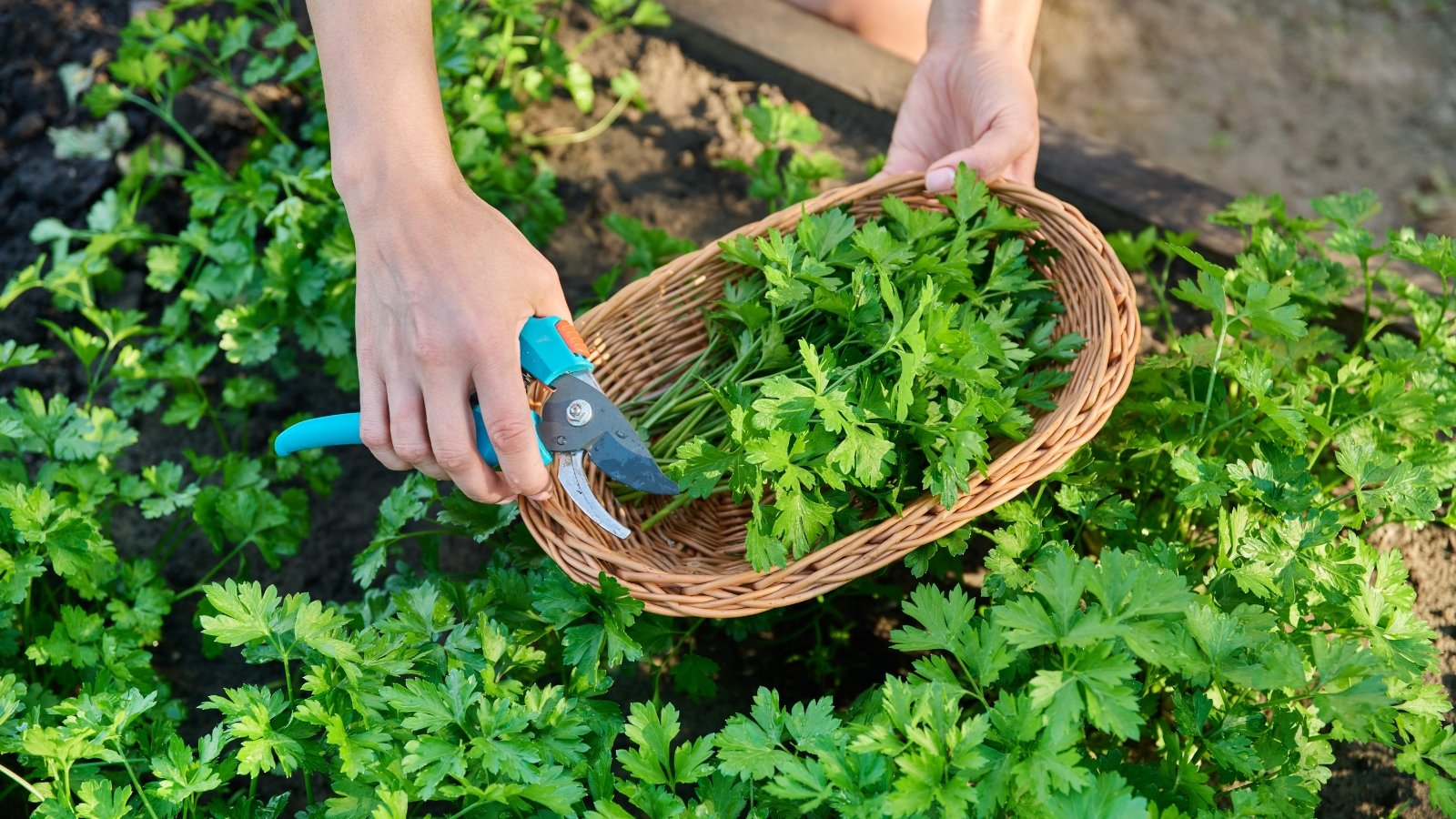 Close-up of a gardener harvesting Parsley into a wicker basket using blue pruning shears on a raised bed.