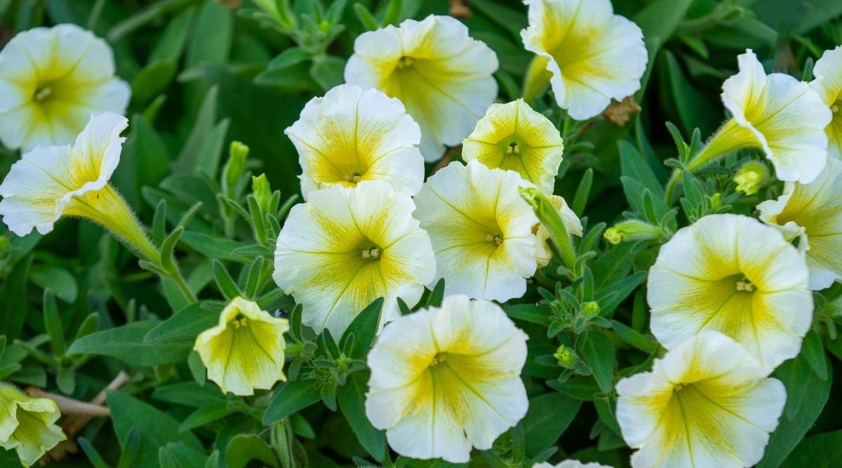 Petunia