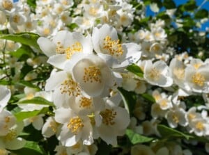 A close-up of white Mock Orange blooms reveals delicate petals with a hint of ivory at their core. The glossy, elliptical leaves provide a backdrop, glistening in the warm sunlight.