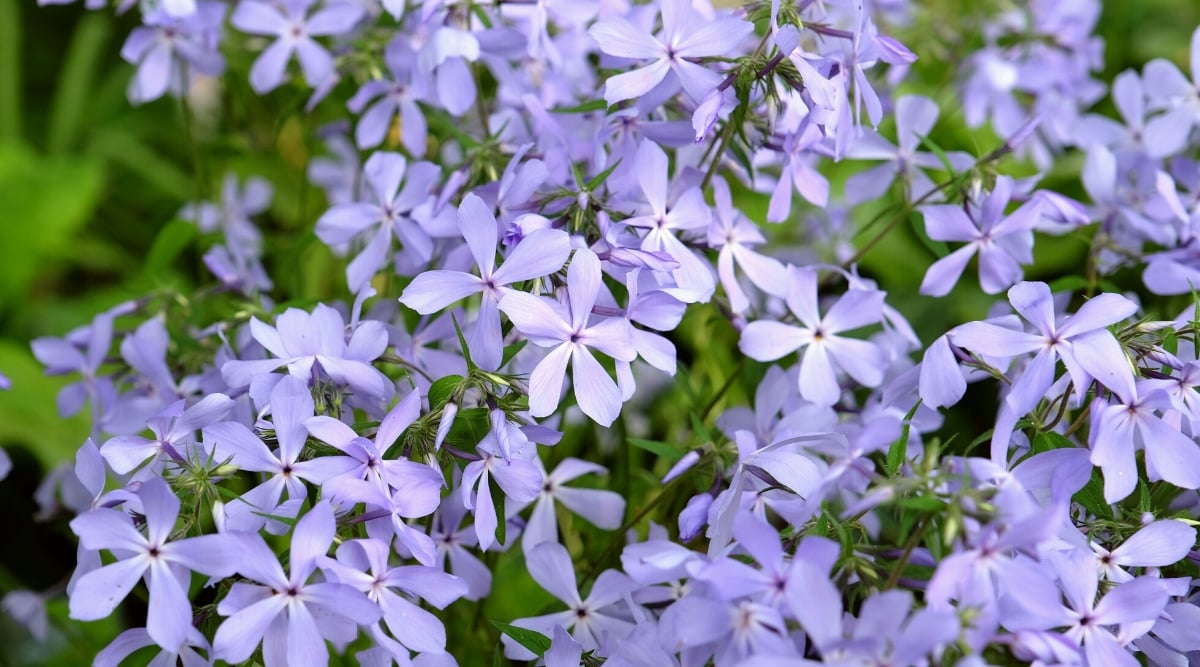 Close-up of a flowering plant Phlox divaricata, commonly known as woodland phlox or wild blue phlox in a shady garden. The flowers are small, composed of five petals, which are fused at the base, forming a tubular shape. Petals are pale lavender. The leaves of Phlox divaricata consist of lanceolate or elliptical leaves arranged opposite each other along the stem.