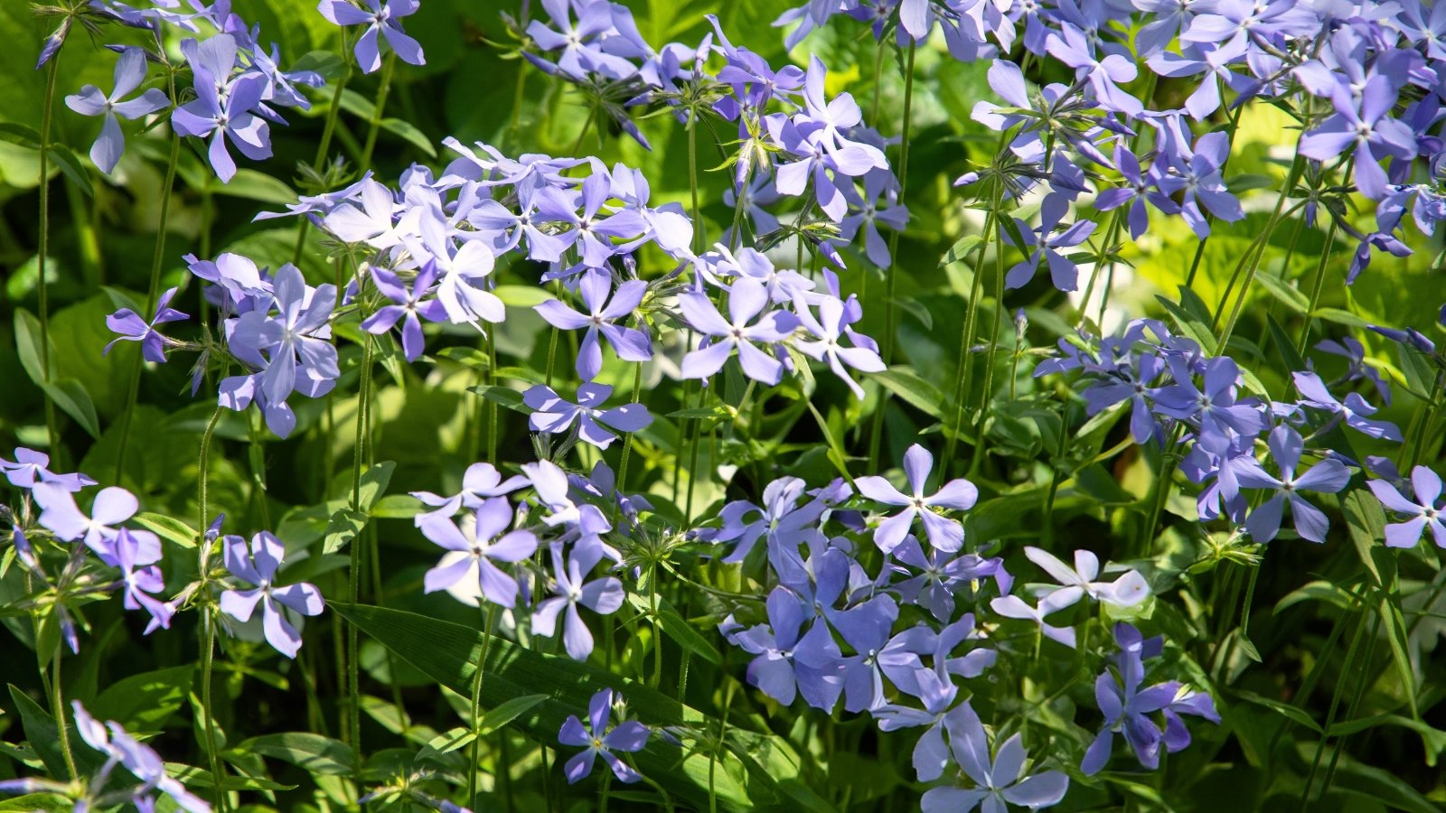 Phlox divaricata features clusters of fragrant, star-shaped, lavender-blue flowers and oval, green leaves.