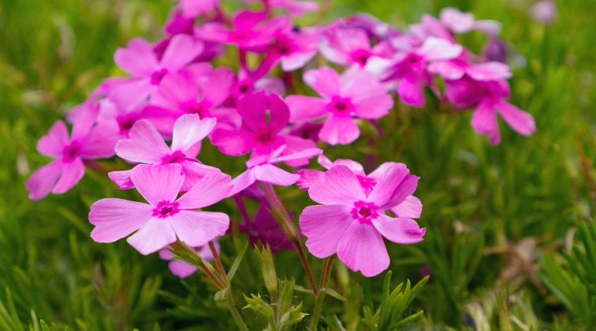 Close-up of a flowering Phlox pilosa plant in a garden. Phlox pilosa is a herbaceous perennial and forms dense thickets. It has slender erect stems covered in fine hairs, giving the plant a slightly downy appearance. The leaves of hairy phlox are lanceolate and arranged oppositely or whorled along the stem. They are green and hairy. The plant forms inflorescences of small fragrant flowers at the tops of the stems. Flowers are pink. Each flower has five petals that form a tubular shape and fuse at the base.