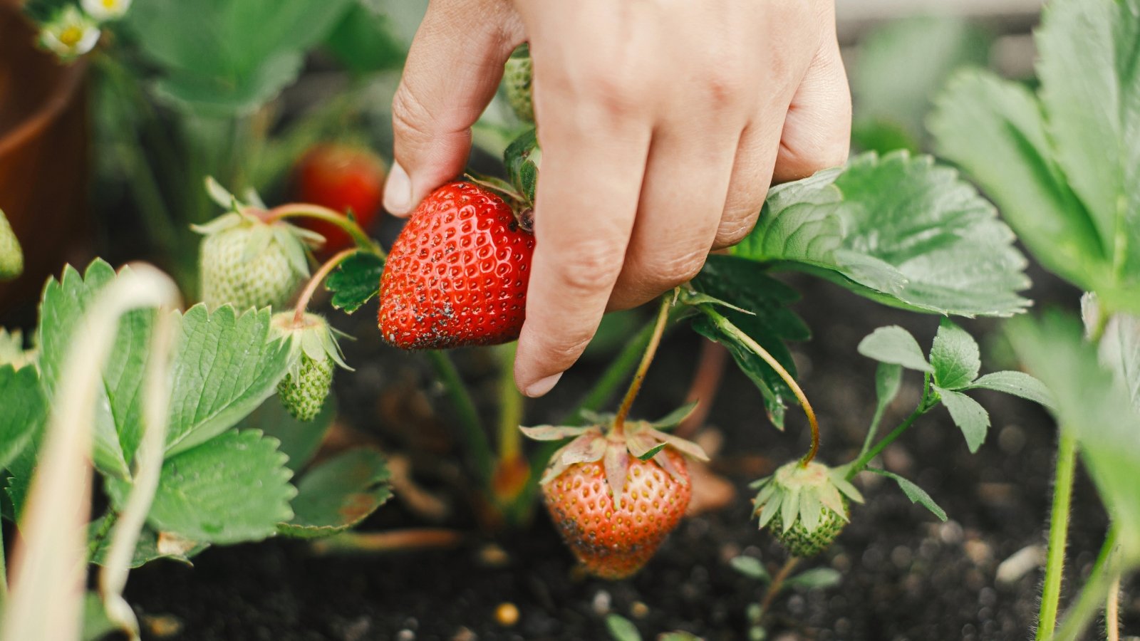 Close-up of a woman's hand picking strawberry. Strawberry plants boast vibrant green leaves with serrated edges. Amongst the foliage grow succulent, red berries. The berries are characterized by their glossy sheen and heart-shaped appearance.